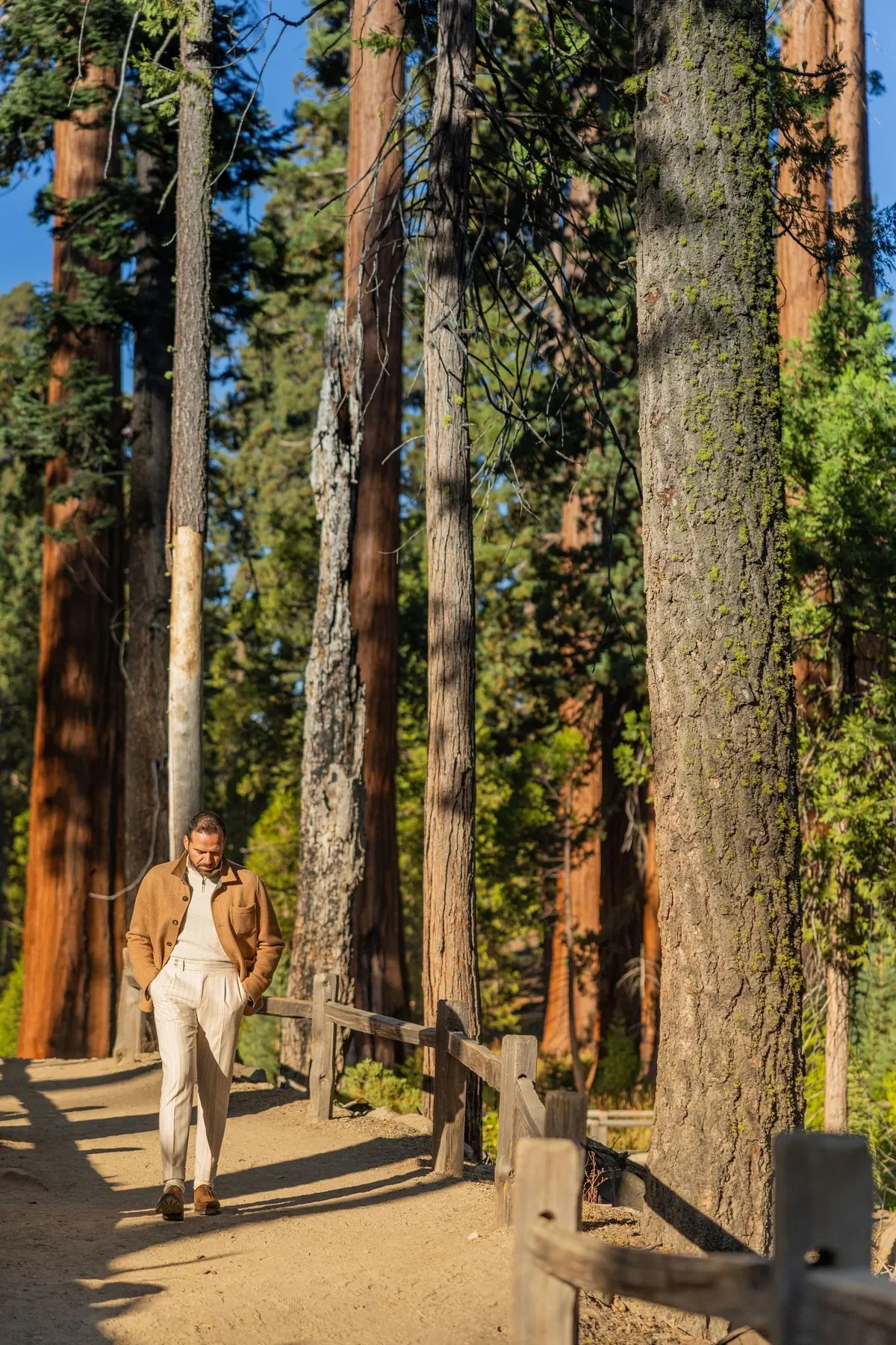 Model in a camel jacket and cream trousers walking a path beside a wooden fence through a grove of towering sequoias