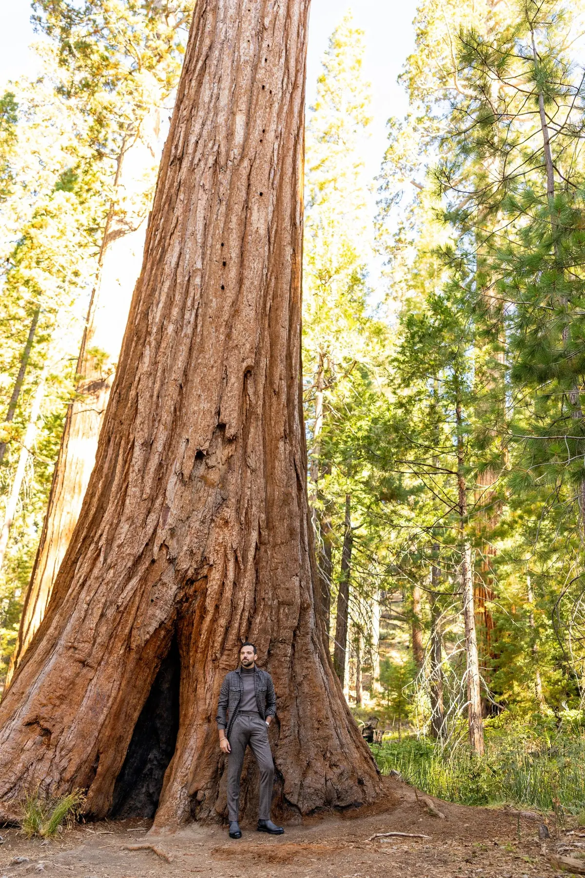 Model in a check overshirt and dark trousers standing at the base of a massive giant sequoia with a fire-hollowed trunk