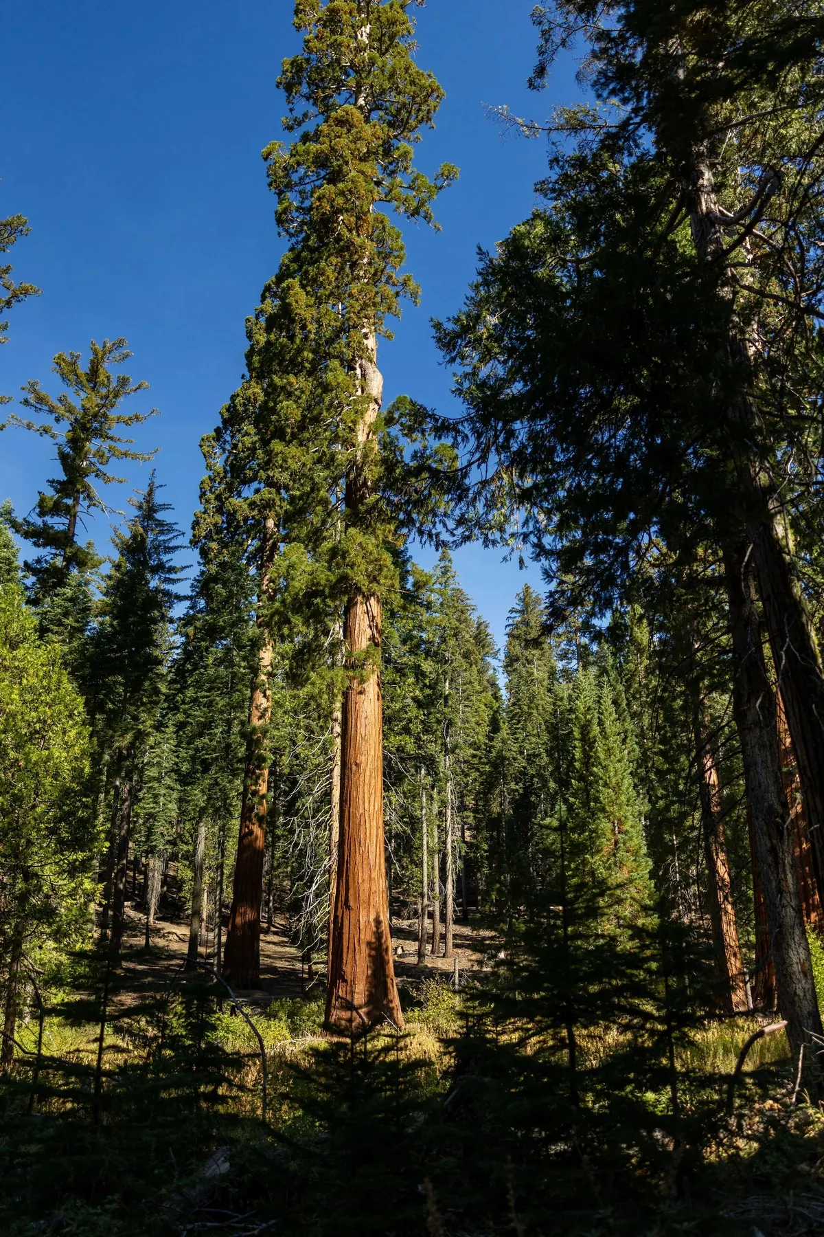 A stand of giant sequoias and pines rising into a clear blue sky