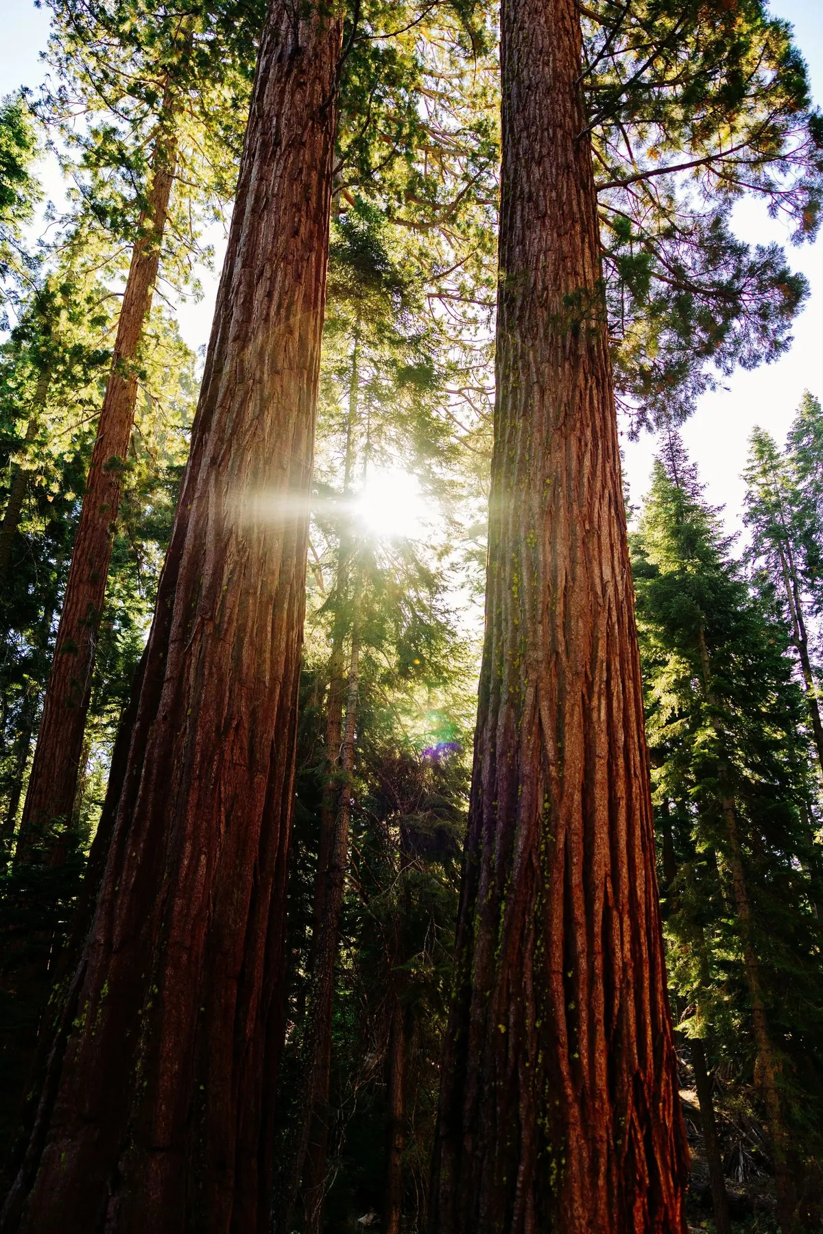 Looking up between two giant sequoia trunks with the sun bursting through the canopy