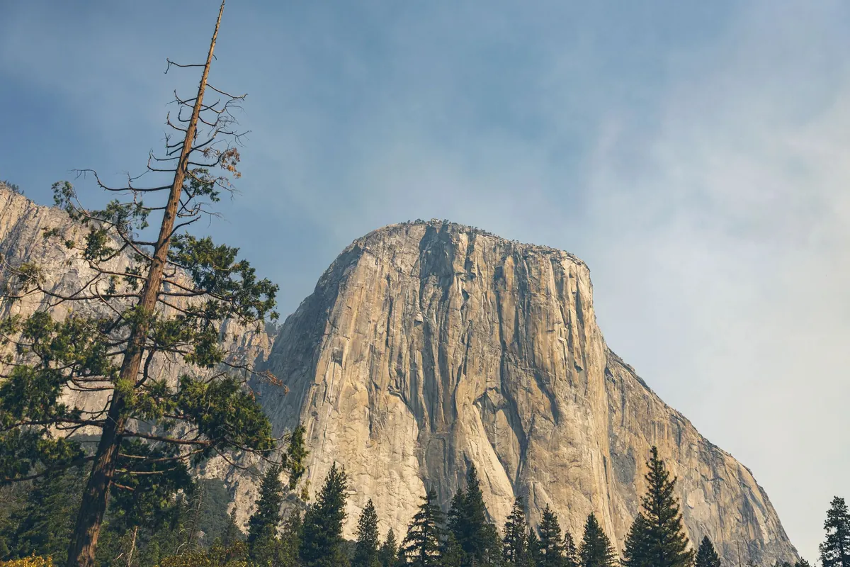 The granite face of El Capitan above a line of pines, with a tall bare snag in the foreground