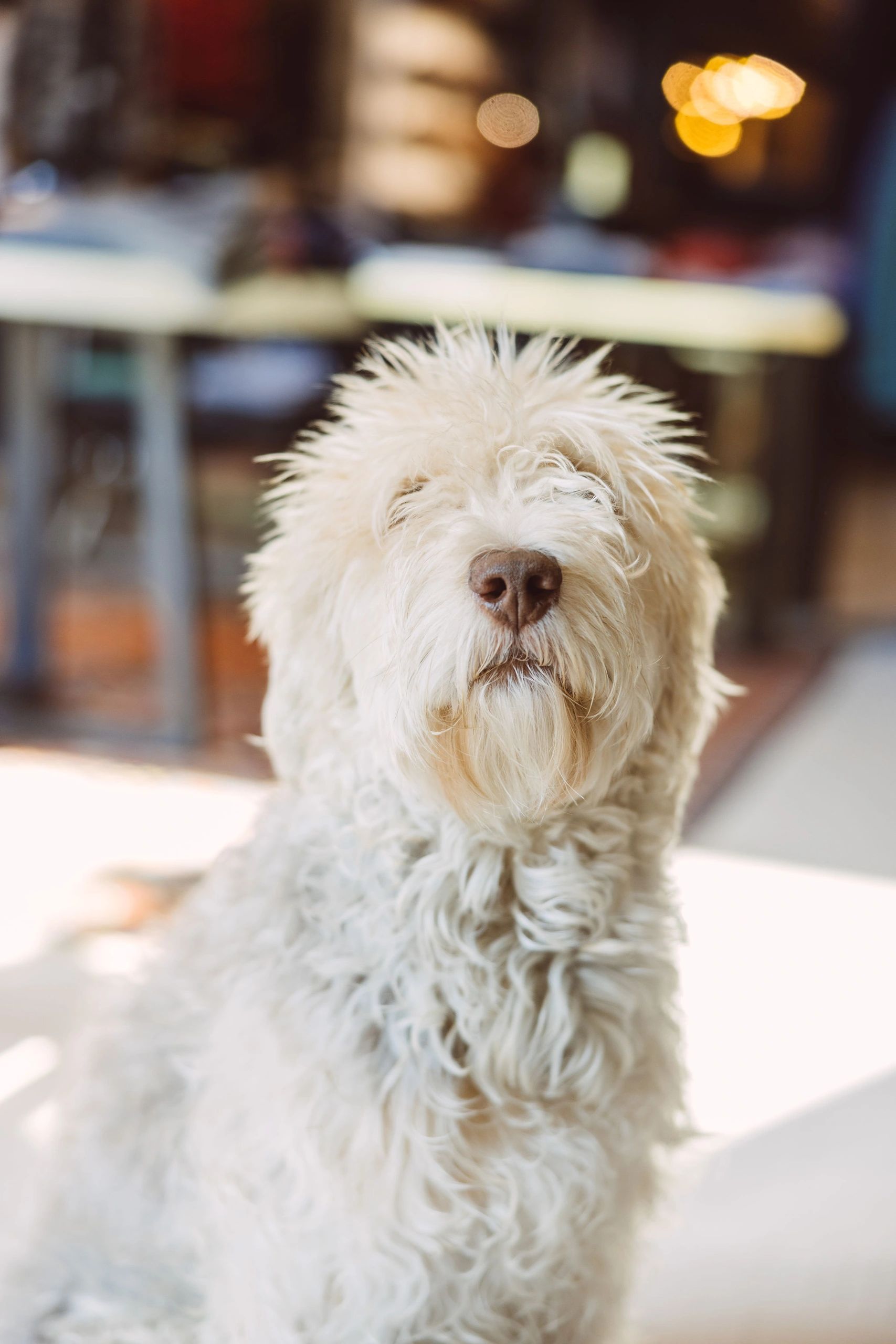 Portrait of Ms. Bailey Hubbard